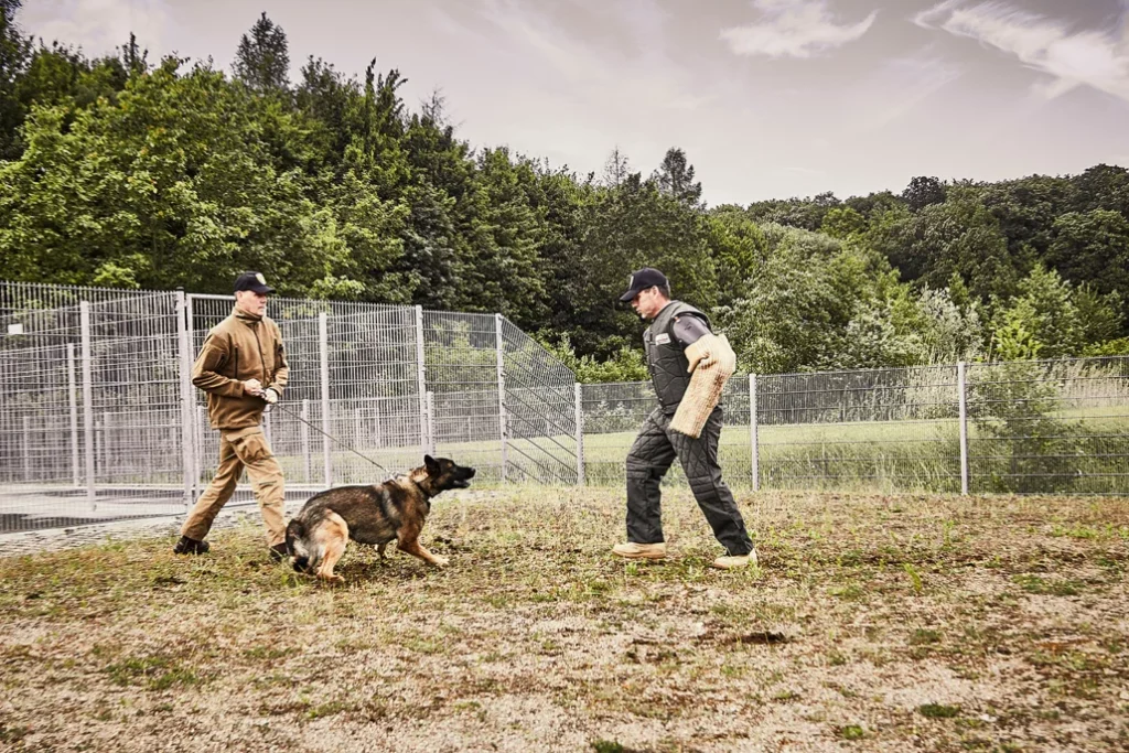 Zwei Hundeführer trainieren mit einem Hund.