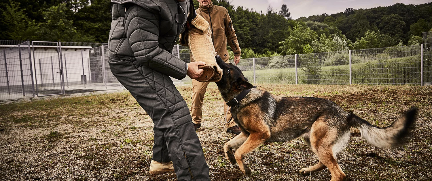 Ein Hund der mit dem Hundeführer einen Angriff trainiert